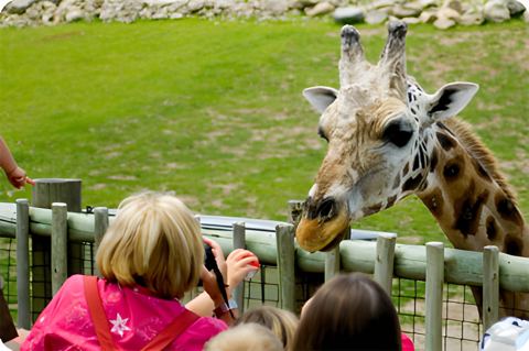 Friguia Zoo Park & Zulu Night